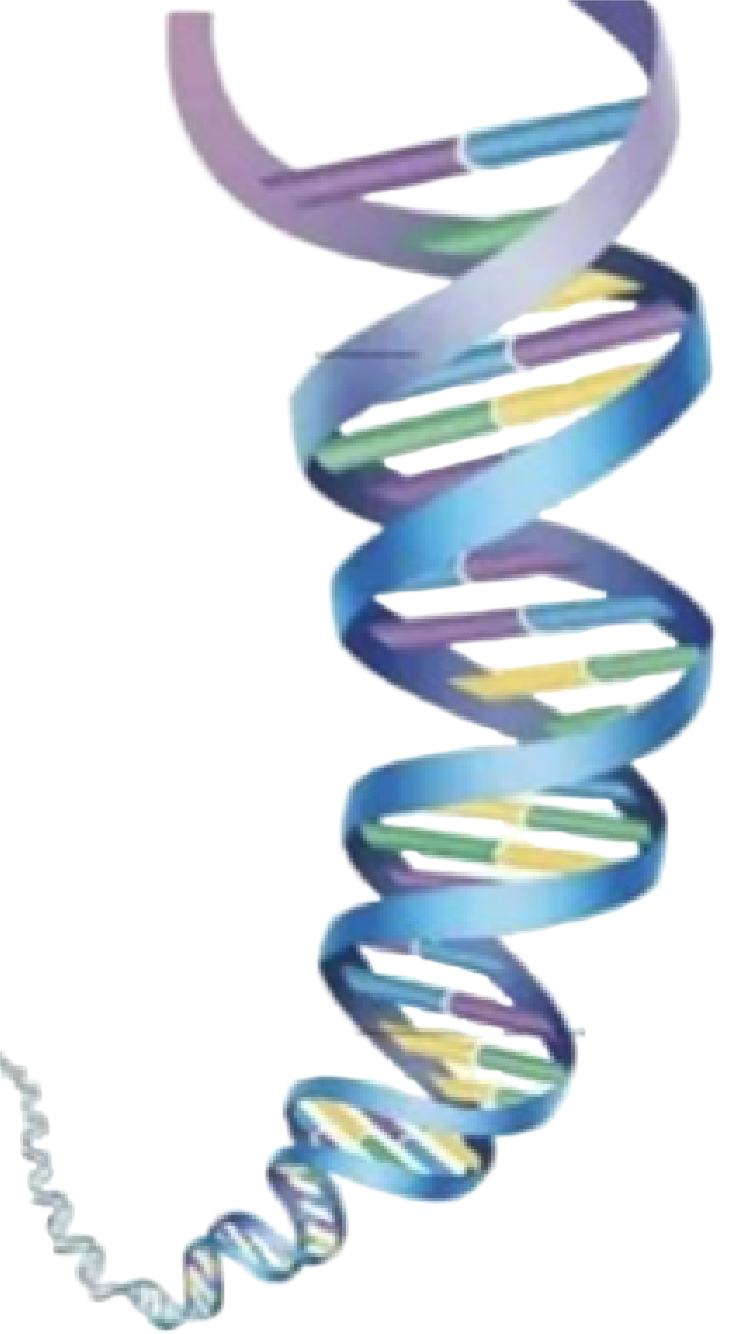 染色体、DNA、基因的关系